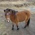Shetland/Mini Bay Gelding