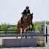 Fancy Large Hunter - For Sale