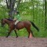 Hunter Jumper/eventing type horse!! 