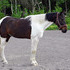 Flashy & Forward *Gaited* tri-colored TWH