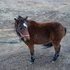 Shetland/Mini Bay Mare
