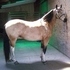 Flashy and smooth gaited mare with trail experience
