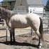4yr old Dunskin Mare