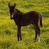 Flashy Two Year Old Pony Mule or Sale