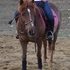 Quarter Pony! Needs a kid job! HALF LEASED