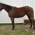 Thoroughbred Broodmare