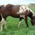 No more red or solid foals ever!