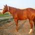 Halter Heading Heeler bred mare