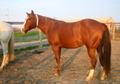 Halter Heading Heeler bred mare