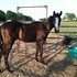 REDUCED!!! Beautiful Solid Paint Stud Colt