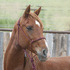 Athletic Arabian Gelding