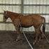 2 yr. red dun pony mare 