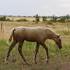 Beautiful Fox Trotter Filly