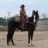 Handsome 13yr 16.1h APHA Gelding