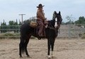 Handsome 13yr 16.1h APHA Gelding