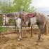 7 yr old ranch gelding