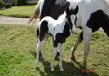 Black & White Tobiano Filly