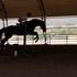 FLASHY THOROUGHBRED GELDING