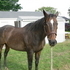 Reduced make offer Broodmare in foal to Sun Tzu