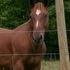 **FLASHY! LOOK HERE!** 6 yo QH/Saddlebred Gelding