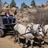 Great Driving Team of Mules  