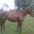 Beautiful brood mare 