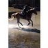 Hunter/jumper prospect