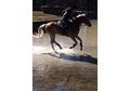 Hunter/jumper prospect