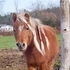 Adorable Miniature Mare Bred