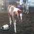 2012 Black Tobiano Filly