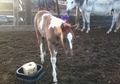 2012 Black Tobiano Filly
