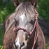 Chocolate Colored Pony
