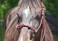 Chocolate Colored Pony