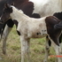 Black & White Filly
