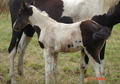 Black & White Filly