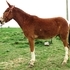 Trail Paint Mule