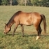  Half-Arab Sabino mare and filly