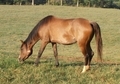  Half-Arab Sabino mare and filly