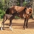 Pony-sized Half-Arab Sabino mare