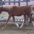 Beautiful Arabian Filly