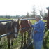 Pair of Welsh Ponies ready to start under saddle