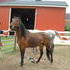 7 year old Beautiful Standardbred mare