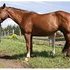 Sweet, quiet, easy moving mare
