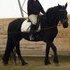 Beautiful registered Friesian mare