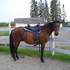 Bay Paso Fino Gelding