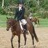 Flashy Small Pony Gelding