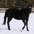 True black mare