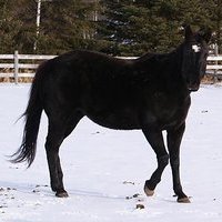 True black mare