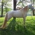 Perlino TWHBEA Stallion ~ $2800!