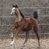 2012 bay colt